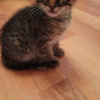 Tekir Kedi, Kedi  YUVA ARIYORLARRRRR fotoğrafı