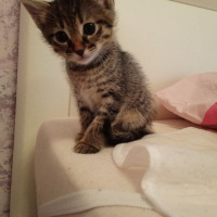 Tekir Kedi, Kedi  YUVA ARIYORLARRRRR fotoğrafı