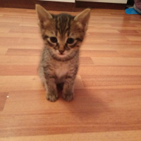 Tekir Kedi, Kedi  YUVA ARIYORLARRRRR fotoğrafı