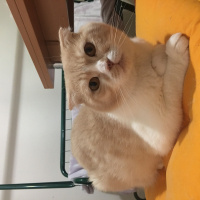 Scottish Fold, Kedi  TOM fotoğrafı