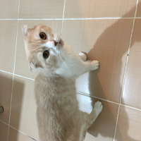 Scottish Fold, Kedi  TOM fotoğrafı