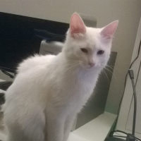 Tekir Kedi, Kedi  Mirana (Mira) fotoğrafı
