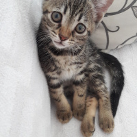 Tekir Kedi, Kedi  pakize :) fotoğrafı