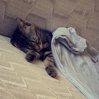Tekir Kedi, Kedi  pakize :) fotoğrafı