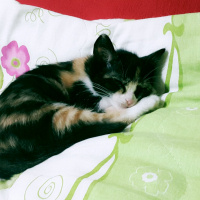 Tekir Kedi, Kedi  Nazlı fotoğrafı