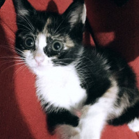Tekir Kedi, Kedi  Nazlı fotoğrafı