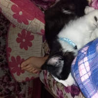 Tuxedo (Smokin) Kedi, Kedi  Yamaç mercan fotoğrafı