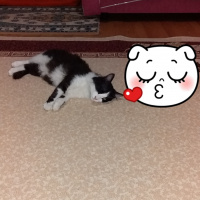 Tuxedo (Smokin) Kedi, Kedi  Yamaç mercan fotoğrafı
