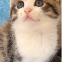 Tekir Kedi, Kedi  mia fotoğrafı