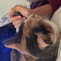 Tekir Kedi, Kedi  Duduş fotoğrafı