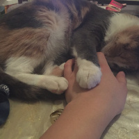 Tekir Kedi, Kedi  Duduş fotoğrafı