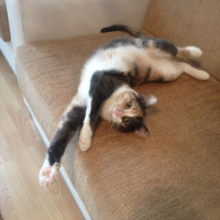 Tekir Kedi, Kedi  Duduş fotoğrafı