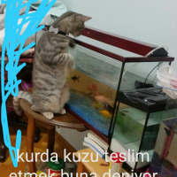 British Shorthair, Kedi  Mia fotoğrafı