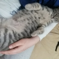 British Shorthair, Kedi  Mia fotoğrafı
