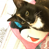 Tekir Kedi, Kedi  Zeytin fotoğrafı