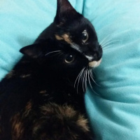 Tekir Kedi, Kedi  Zeytin fotoğrafı