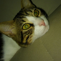 Tekir Kedi, Kedi  Boncuk fotoğrafı