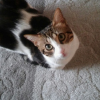 Tekir Kedi, Kedi  Boncuk fotoğrafı