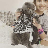 Scottish Fold, Kedi  Paşa fotoğrafı