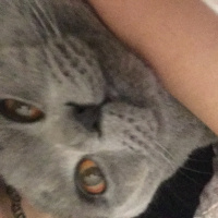 Scottish Fold, Kedi  Paşa fotoğrafı