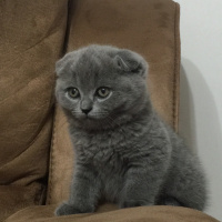 Scottish Fold, Kedi  Paşa fotoğrafı