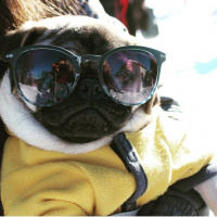 Pug, Köpek  Paşa fotoğrafı