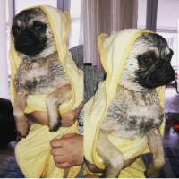 Pug, Köpek  Paşa fotoğrafı