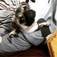 Pug, Köpek  Paşa fotoğrafı