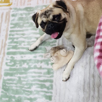 Pug, Köpek  Paşa fotoğrafı