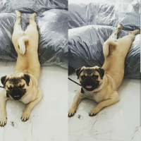 Pug, Köpek  Paşa fotoğrafı