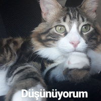Tekir Kedi, Kedi  Bıdık Tekila fotoğrafı