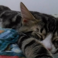 Tekir Kedi, Kedi  Bıdık Tekila fotoğrafı