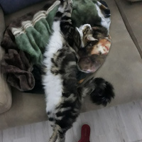 Tekir Kedi, Kedi  Bıdık Tekila fotoğrafı