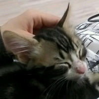 Tekir Kedi, Kedi  Bıdık Tekila fotoğrafı