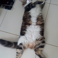 Tekir Kedi, Kedi  Bıdık Tekila fotoğrafı