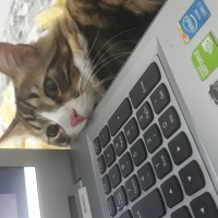 Tekir Kedi, Kedi  Bıdık Tekila fotoğrafı