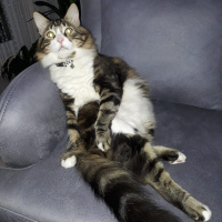 Tekir Kedi, Kedi  Bıdık Tekila fotoğrafı