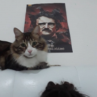 Tekir Kedi, Kedi  Bıdık Tekila fotoğrafı