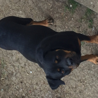 Rottweiler, Köpek  Paşa fotoğrafı