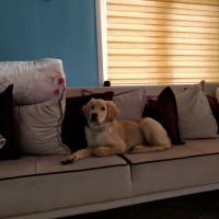 Golden Retriever, Köpek  Bobbi fotoğrafı
