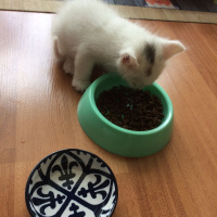 Ankara Kedisi, Kedi  Pamuk fotoğrafı
