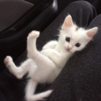Ankara Kedisi, Kedi  Pamuk fotoğrafı