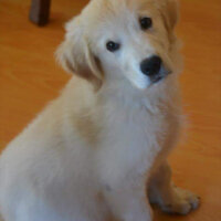 Golden Retriever, Köpek  Poyraz fotoğrafı