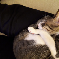 Tekir Kedi, Kedi  LEO fotoğrafı