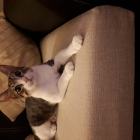 Tekir Kedi, Kedi  LEO fotoğrafı