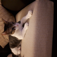 Tekir Kedi, Kedi  LEO fotoğrafı