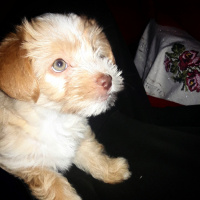 Maltese, Köpek  Bonnie fotoğrafı