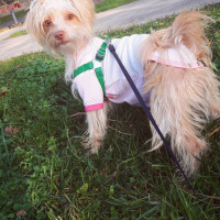 Maltese, Köpek  Bonnie fotoğrafı