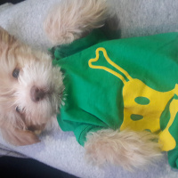 Maltese, Köpek  Bonnie fotoğrafı
