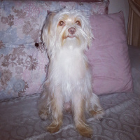 Maltese, Köpek  Bonnie fotoğrafı